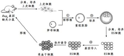 基因治療技術(shù)流程中的卵母細(xì)胞核去除與非常規(guī)水源利用技術(shù)研發(fā)